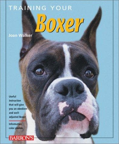 Training Your Boxer