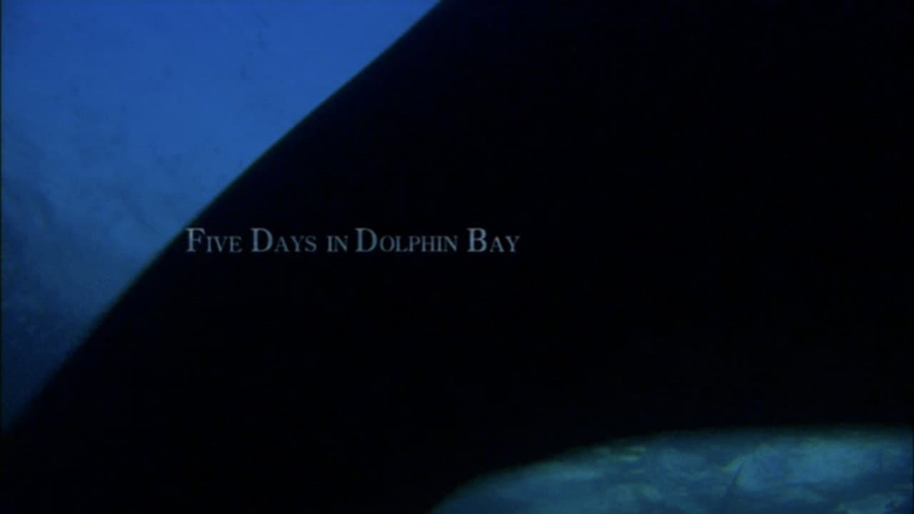 Five days in Dolphin Bay