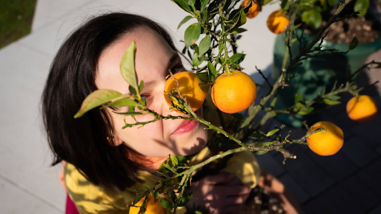 The Scent of Tangerine