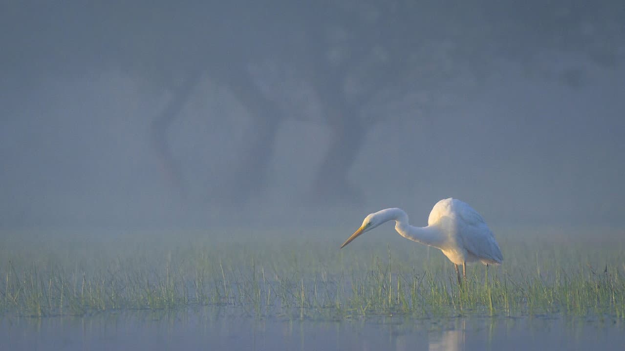 Wild Delta