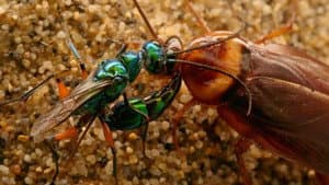 Zombie Roach & Mantis Shrimp Karate School