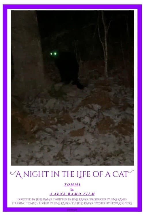 A Night in the Life of a Cat