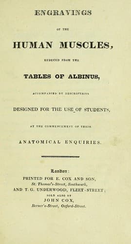 Engravings of the human muscles
