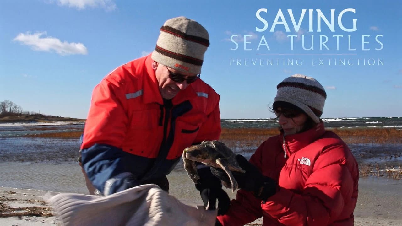 Saving Sea Turtles: Preventing Extinction