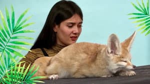 Patti Reviews Exotic Animals: Fennec Fox
