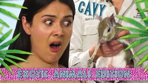 Patti Reviews Exotic Animals: Patagonian Cavy