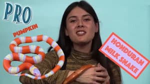 Patti Reviews Exotic Animals: Honduran Milk Snake